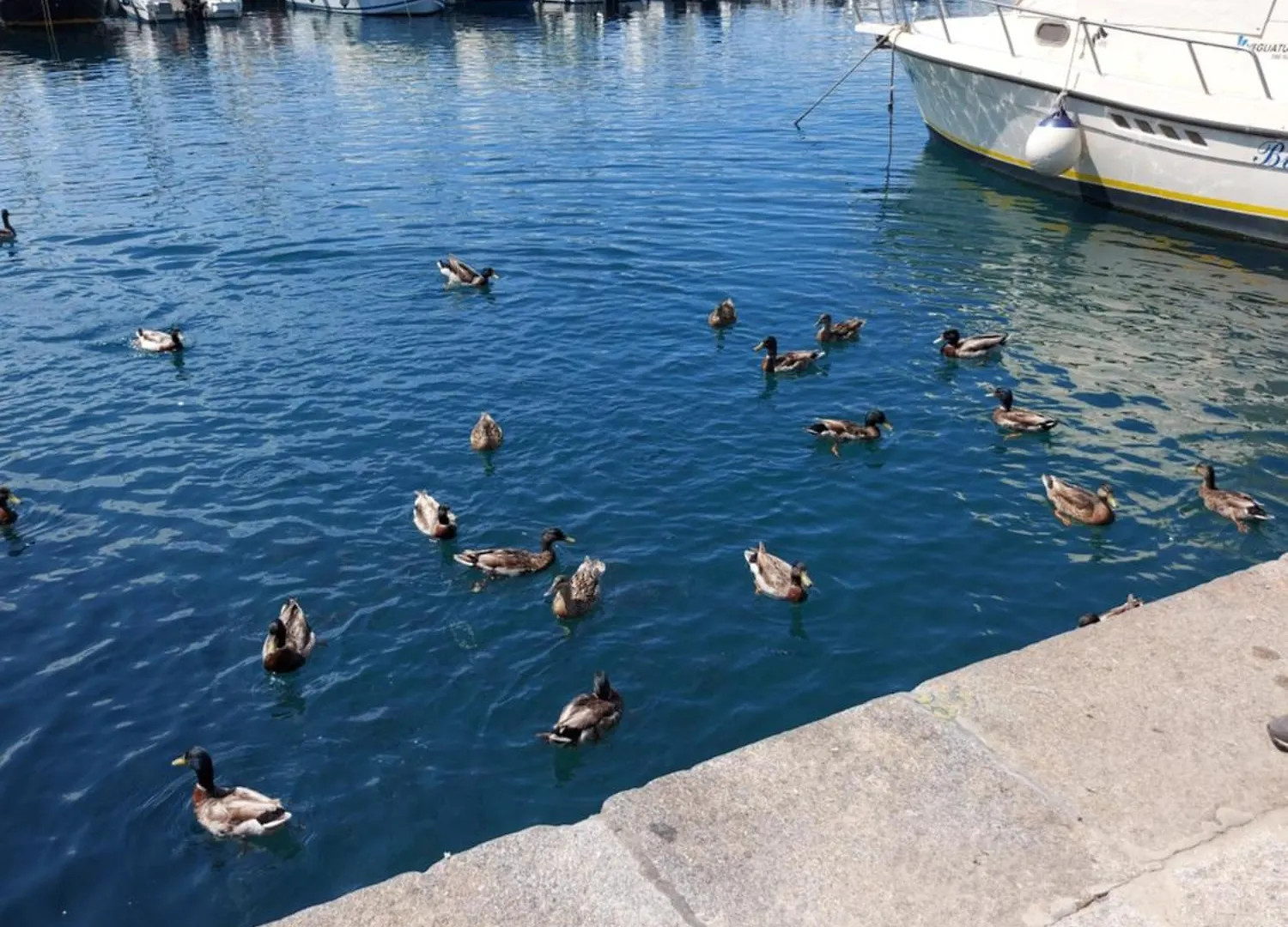 Appartamento Con 2 Terrazze Porto Azzurro A 300 Mt Dal Centro